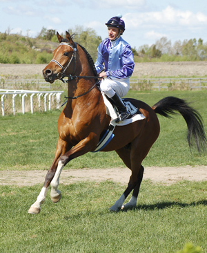 Shah Khan ox (e. Elcatero) på Göteborgs galoppbana. Shah Khan har totalt 1 seger och 4 placeringar på galoppen, insprugna pengar: 33.740 SEK. Shah Khan exporterades som distanshäst den 10 juli 2008 till England, sedan vidare till Förenade Arabemiraten. Ny ägare: Shejk Mohammed bin Rashid al Maktoum. Uppfödare: Stuteri Tjust Araber, Småland. Foto: Sandra Henriksson.
