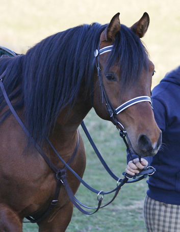 Shah Nahim ox (e. Elcatero – u. Shananaa e. Figaro PL), valack brun född 2002, mkh: 157 cm. Uppfödare Stuteri Tjust Araber, Småland. Shah Nahim är helbror med Dronningelundsrittens 12-mils vinnare 2008, Shah Khan. Shah Nahim tränas 2009 för start i distansrittstävling. Foto: Anki Lundberg, april 2008, Stångeland, Gamleby.