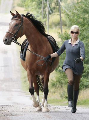 Shanazad ox, sto brun född 2003, (e. Elcatero – u. Shananaa e. Figaro), mkh:150 cm. Shanazad har 32,336425 % Crabbet-blod. Foto: Kenth Konradsson,27 juli 2009, Gamleby, Småland.