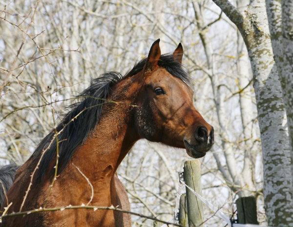 Shaninja ox, brunt sto född 1997 (e. Elcatero – u. Shananaa e. Figaro), mkh: 155 cm. Visad på stopremiering 1999, resultat: klass I. Shaninja gjorde sin kvaltid på 1000 meter dirttrack på Täby Galopp på tiden 1.07,6, vilket är svenskt kvalrekord för en arabhäst. Shaninja korades 2002 till Årets Bästa sto i Svensk Arabgalopp av Svenska arabgaloppklubben, SAGK. Uppfödare: Stuteri Tjust Araber, Småland. Foto: Anki Lundberg, april 2008, Gamleby Småland.
