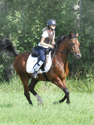 Ella Tingström, 11 år, och Shatero ox den 16 juli 2009 i Gamleby. Foto: Madeleine Tingström. Shatero ox, brun valack född 2000 (e. Elcatero – u. Shananaa e. Figaro). Shatero är helbror med Shah Habib och Shah Khan. Uppfödare: Stuteri Tjust Araber, Småland.
