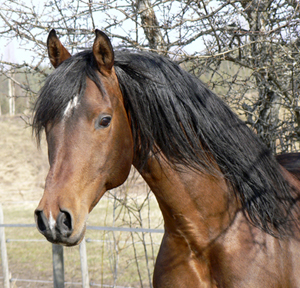 Shatero ox, mörkbrun valack född 2000 (e. Elcatero – u. Shananaa e. Figaro), mkh: 156 cm. Uppfödare: Stuteri Tjust Araber, Stångeland, Gamleby. Foto: Anki Lundberg, april 2008, Gamleby Småland.