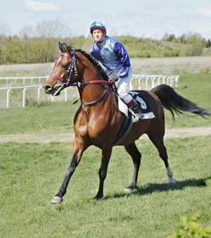 Shatero ox (e. Elcatero) på Göteborgs galoppbana. Shatero ox, brun valack född 2000 (e. Elcatero – u. Shananaa e. Figaro). Uppfödare: Stuteri Tjust Araber, Småland. Foto Sandra Henriksson.