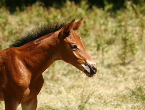 Springtime x (50 % ox), brun hingst född 3 maj 2008, (e. Kilroy x – u. Noblezze x e. El-Hiko ox – Toe Hold xx – Caracas xx). Uppfödare: Lena Bengtsson, Stensnäs Anglostuteri, Bor, Småland. Foto: Anki Lundberg, Småland 7 juni 2008.
