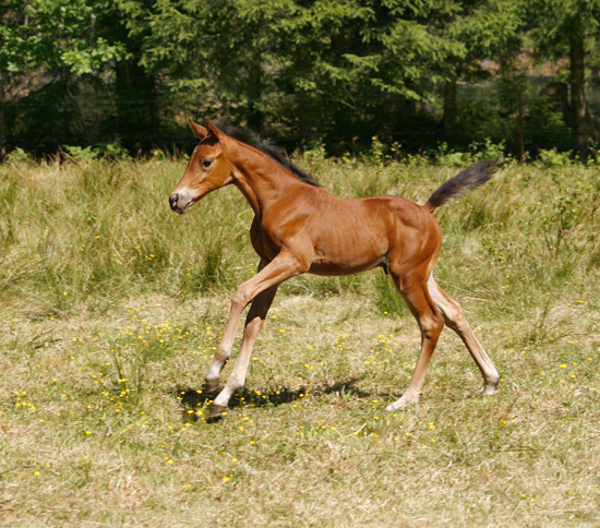 Springtime x (50 % ox), brun hingst född 3 maj 2008, (e. Kilroy x – u. Noblezze x e. El-Hiko ox – Toe Hold xx – Caracas xx). Uppfödare: Lena Bengtsson, Stensnäs Anglostuteri, Bor, Småland. Foto: Anki Lundberg, Småland 7 juni 2008.