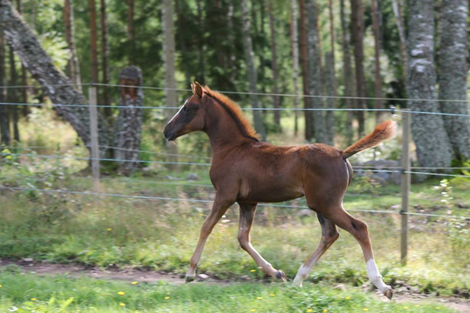 Stofölet Wielka Khezella (SE) FA103/14 född 2014 e. Pribot u. Wielka Kharizma (SE)