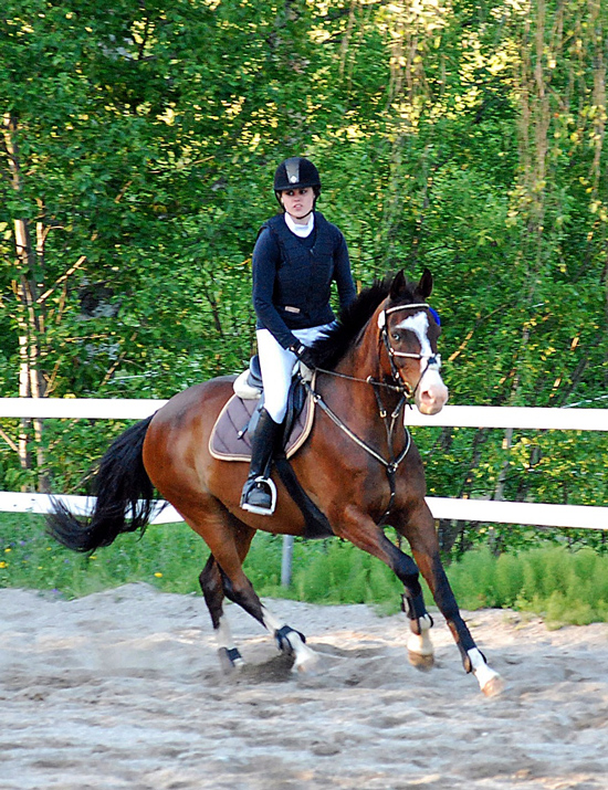 Strong Shakiro x (25 % ox), valack brun född 2002 (e. Strong Statement xx – u. Belle Shafai x e. Shaftesbury xx). Ryttare: Emelie Löfström. Uppfödare: Catherine Löfström. Foto privat.