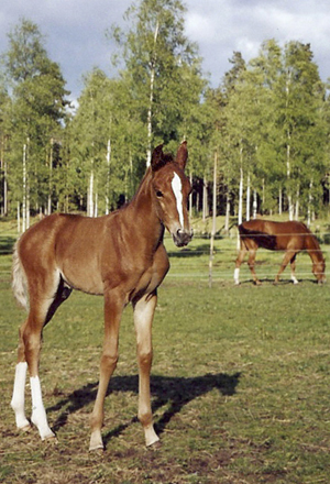 Sunnie Boy x (50 % ox), hingst fux född 25 maj 2005, (e. San Quintero xx 999 GB – u. Fantaa ox e. Glaz ox). Uppfödare: Hanna Westerberg.