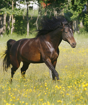 Anglostoet Sunny Girl (e. Grand Fils xx – ue. Diamant ox) vann Dackeritten juni 2008 på distansen 120 kilometer. Ryttare var ägaren Annie Johansson. Foto: Anki Lundberg, juni 2008, Växjö.