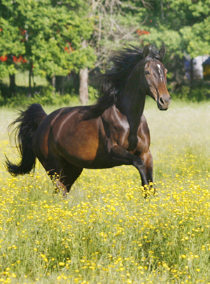 Anglostoet Sunny Girl (50 % ox), mörkbrun (e. Grand Fils xx – ue. Diamant ox) vann Dackeritten juni 2008 på distansen 120 kilometer. Ryttare och ägar: Annie Johansson i Växjö. Foto: Anki Lundberg, juni 2008.