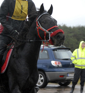 Annie Johansson och Sunny Girl x (50 % ox), sto mörkbrun (e. Grand fils xx – u. Poetka ox e. Diamant). Ekipaget ses här på Hallandstitten 2008, 80 km nationell klass. Tävlingen resulterade i 3:e plats på Hallandsritten, samt DM-seger för Småland 2008. Puls: 54, km/h: 19,2. Ekipaget tävlar för Växjö Distansryttarsällskap. Foto: Sandra Henriksson.
