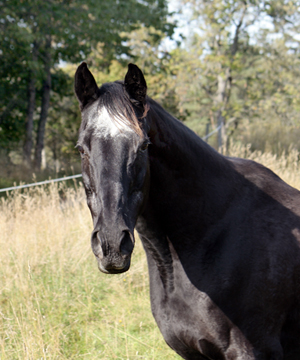Svarta Maja xx, sto svart född 1982 (e. Toe Hold – u. Careless e. Caracas e. Carnoustie). Mor till 7 angloavkommor, samtliga ston: New Dawn, Dark Lady, Nikita, Baccara, Noblezze, Black Jewel och High Spirit. Ägare: Lena Bengtsson, Stensnäs Anglostuteri. Foto: Anki Lundberg, 16 september 2009, Bor, Småland.