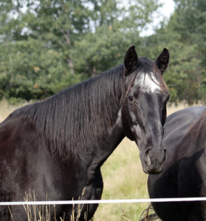 Svarta Maja xx, sto svart född 1982 (e. Toe Hold – u. Careless e. Caracas e. Carnoustie). Mor till 7 angloavkommor, samtliga ston: New Dawn, Dark Lady, Nikita, Baccara, Noblezze, Black Jewel och High Spirit. Ägare: Lena Bengtsson, Stensnäs Anglostuteri. Foto: Anki Lundberg, 16 september 2009, Bor, Småland.