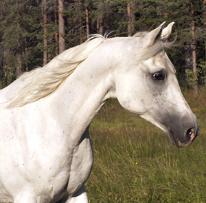 Tabarka ox, sto skimmel, (e. Primo – u. Tambarra e. Alrex). Tabarka har 1995 lämnat skimmelfärgade stoavkomman Tipasa (e. Wilbur). Uppfödare: Margareta Wennerth. Ägare: Johanna Johansson, Sören, Kalix. Foto: Anki Lundberg, Luleå 2006.