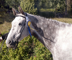 Tantième x (e. Espoir De Làlaric x – ue. Midas ox) mor till fuxfärgade Toulouce x (e. Business x). Foto: Anki Lundberg