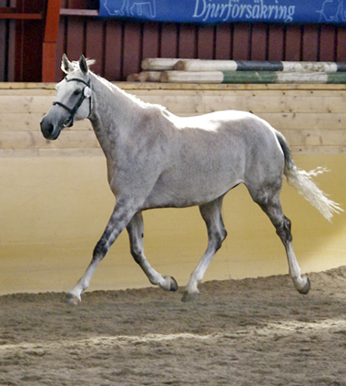 Tantieme x (45,16 % ox ) sto skimmel född (e. Espoir de L´alaric x – u. Tabaska Barn x e. Midas ox) blev Brukschampion på Angloriks 2008 samt 2004. Angloriks 2008, stamboksförd, B-premierad, exteriörpoäng: 8,8,8,8,7,7=46. Klass I. Foto: Camilla Björklund.