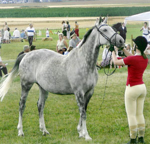 Therese Björklund och Tantième x (e. Espoir de L´alaric x – u. Tabaska Barn e. Midas ox) på rasparad i Västerås 2006. Foto: Camilla Björklund