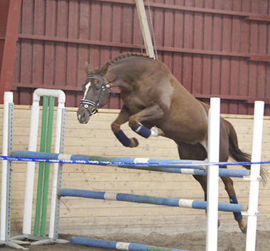 Tequila x (50 % ox) sto mörkfux född 1995 (e. Eldorado ox – u. Miss Forsyte x e. Pan xx – Carnoustie). Angloriks 2008, exteriörpoäng: 8,7,7,7,7,8 = 44, silver. Löshoppning: 8/8=16 poäng. Foto: Camilla Björklund.