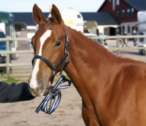 Toulouce x, sto född 7/4-2007, fux med bläs, e. Business x – u.Tantieme x e. Espoir de L´alaric x. Toulouce är visad på fölbedömning med poängen 9,8,8,8,7,7 = 47, klass I. Toulouce mätte som 10-månaders föl 144 cm i mankhöjd och beräknas bli omkring 165. Uppfödare: Therese Björklund.