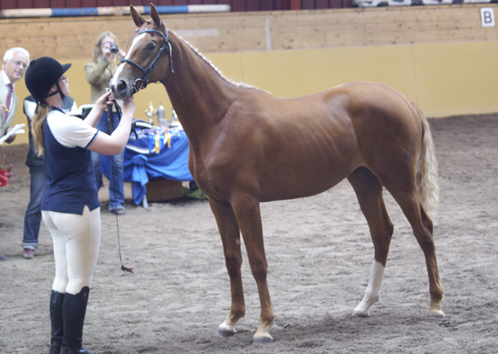 Therese Björklund och Toulouce x (37,85 % ox), sto fux född 2007 (e. Business x – u.Tantieme x e. Espoir de L´alaric x) blev Bästa Unghäst vid Angloriks 2008. Poäng: 9,8,7,9,7,8= 48 poäng. Klass I. Uppfödare: A. Björklund, Västerås. Foto: Camilla Björklund.