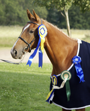 Bästa Unghäst. Toulouce x (37,85 % ox), sto fux född 2007 (e. Business x – u.Tantieme x e. Espoir de L´alaric x) blev Bästa Unghäst vid Angloriks 2008. Poäng: 9,8,7,9,7,8= 48 poäng. Klass I. Uppfödare: A. Björklund, Västerås. Foto: Camilla Björklund.