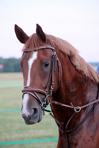 Toulouce x, sto f 2007 e. Business x – u.Tantieme x e. Espoir de l'Alaric x. Foto privat.