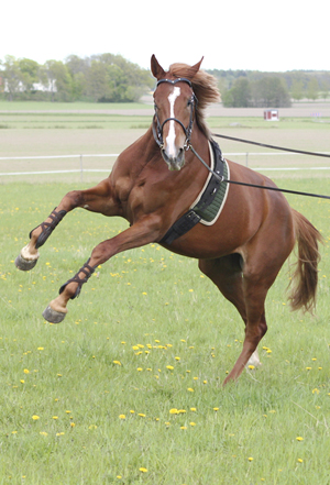 Toulouce x (37,85 % ox), sto fux född 7/4-2007, (e. Business x – u.Tantieme x e. Espoir de L´alaric x). Tömkörning, juni 2009. Foto: Camilla Björklund.