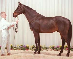 Underworld xx 878, godkänd för Svensk Varmblod (ASVH), Dansk Varmblod (DSAH), Trakehneravlsforbundet, Holsteinerforbundet och Hannoveranerforbundet. Mkh: 165 cm, mörkbrun. Underworld är född i USA. Galopp: högst rankade fullblodet i Skandinavien 1989. Har gjort svenskt bruksprov, samt 14 dagars-test på Vilhelmsborg.
