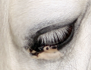 Vitiligo är en sjukdom där fläckar i skinnet, speciellt runt ögon och anus, tappar pigmentering och blir rosafärgade. Foto: Anki Lundberg.