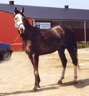 Wild Card x  (e. Mustang ox – ue. Port Royal xx (DK) ). Foto: Anki Lundberg
