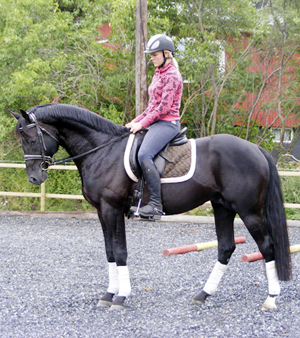 Vicky Hansen och Zalmiyac x (25 % ox) svart hingst född 2002 (e. Come Fast xx – u. Rebecca x e. Danser ox). Angloriks 2008, Plönningegymnasiet, Halmstad: Zalmiyac tilldelades utställningens högsta delpoäng – 10 på typ. Exteriörpoäng: 46, klass I. Foto: Camilla Björklund.