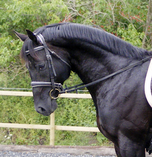 Zalmiyac x (25 % ox) svart hingst född 2002, mkh:163 cm, (e. Come Fast xx – u. Rebecca x e. Danser ox). Zalmiyac är den första angloaraben i Sveriges som tilldelats 10 poäng på typ. Uppfödare och ägare: Lena Bengtsson, Stensnäs Anglostuteri, Bor, Småland. Foto: Lena Bengtsson.