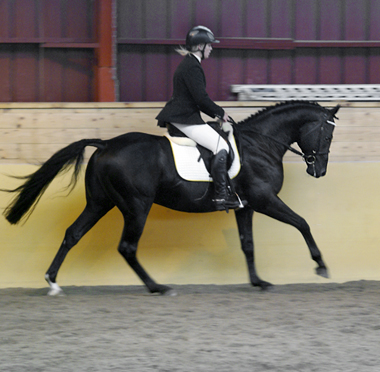 Vicky Hansen och Zalmiyac x (25 % ox) svart hingst född 2002 (e. Come Fast xx – u. Rebecca x e. Danser ox). Angloriks 2008, Plönningegymnasiet, Halmstad: Zalmiyac tilldelades utställningens högsta delpoäng – 10 på typ. Exteriörpoäng: 46, klass I. Foto: Camilla Björklund.