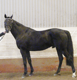 Zalmiyac x (25 % ox) svart hingst född 2002 (e. Come Fast xx – u. Rebecca x e. Danser ox), mankhöjd 163 cm. 45 poäng, klass I, på Grevagården 2009. Uppfödare: Stensnäs Anglostuteri, Småland. Bilden är tagen på Grevagården den 7 mars 2009. Foto: Lena Bengtsson, Bor.