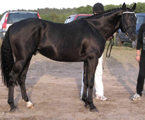 Zalmiyac x (25 % ox), svart hingst född 2002 (e. ComeFast xx – ue. Danser ox ). Hingsten fick 10 p på typ på Angloriks 2008. Uppfödare: Stensnäs Anglostuteri. Bilden är tagen på Angloriks 2008. Foto: Elizabeth Ernflykt, E & G equistrian.