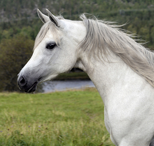 Zoee ox, sto skimmel född 2004 (e. Khidar BE – u. Zalotna PL e. Monogramm US). Uppfödare: Kullatorp Arabian Stud. Ägare: Ebba Wågert. Foto: Anki Lundberg.