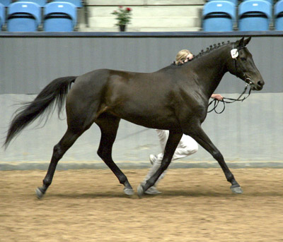 Ayla x efter Mango – u. Mørkbak’s Malajka e. Gamara (shagya), 2007.