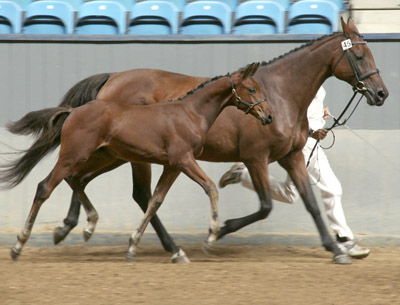 Anglofölet Bacarat Vrå (e. Fort-Baron x) och Donna Vrå x (e. Doncaster), 2007.