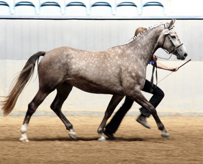 Butterhill’s Chasmine efter e. Kozak – u. Tascha Al Ziyadah e. Artaxerxes (shagya), 2007.