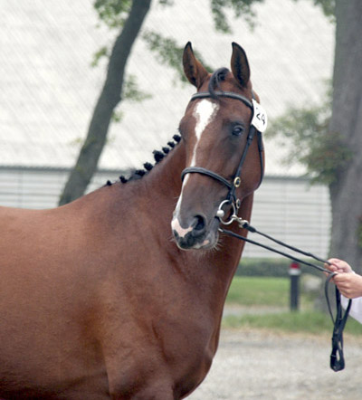 Gudrun Hin Væne efter Hector – u. Skonhøjs Quinta F.4 e. O’Bajan (shagya), 2007.