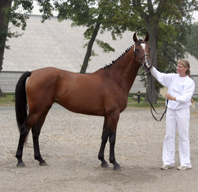 Gudrun Hin Væne efter Hector – u. Skonhøjs Quinta F.4 e. O’Bajan (shagya), 2007.