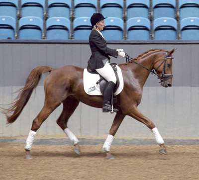 Angloaraben Pallas Vrå, fux, 2007.