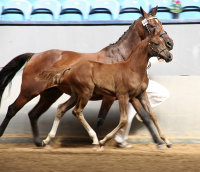 Anglofölet Pamela Vrå (e. Fort-Baron x) och Pirouette Vrå (e. Primus), 2007.