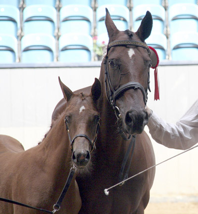 Anglofölet Pamela Vrå (e. Fort-Baron x) och Pirouette Vrå (e. Primus), 2007.