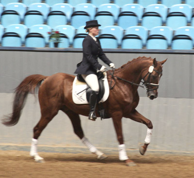 Pumkin x, 25 % ox, mkh: 165 cm, (e. Fort-Baron x – u. Pagan xx e. Test Pilot), 2007.