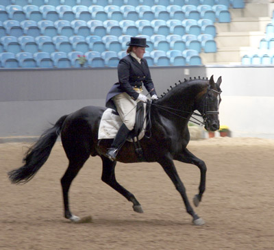 Fullblodshingsten Secret Destination, brun, född 1988 i USA, mkh: 166 cm, (e. Conquistador Cielo – u. Confidentiality e. Lyphard), 2007.