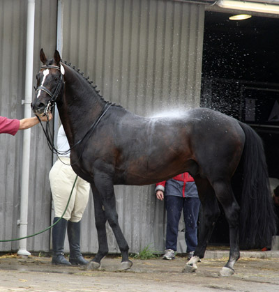 Fullblodshingsten Secret Destination, brun, född 1988 i USA, mkh: 166 cm, (e. Conquistador Cielo – u. Confidentiality e. Lyphard), 2007.