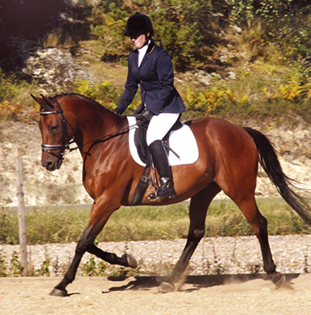 Baryton x (36,59 %), valack, brun, (e. Shiva du Loup x FR – u. Impala Creusoise x FR e. Vote-Bien x FR) vann vetranklassen på Angloriks 2004. Ägare och ryttare: Yvonne Svedelius, Stora Sundby. Uppfödare: Torsten Gårdlund, Lyngby Stuteri, Genarp. Foto: Anki Lundberg. Baryton x (36,59 %), valack, brun, e. Shiva du Loup x FR vann vetranklassen på Angloriks 2004. Ägare och ryttare: Yvonne Svedelius, Stora Sundby.