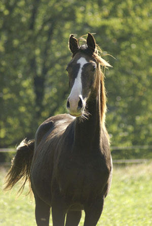 Chimaya AA,(46.425%), sto mörkfux född 2008 e. Business AA (29.01%) – u. DH Cikada AAV (63.84%) e. LA Kublai Khan ox. Uppfödare: Yvonne Wernig, Schweiz. Foto: Jenny Poijo, 4 oktober 2009, Schweiz.